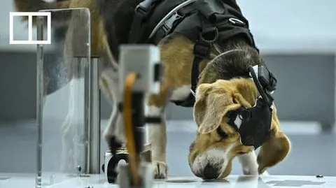 Dognosis поєднала нюх собак і ШІ: понад 90% точності у виявленні семи видів раку