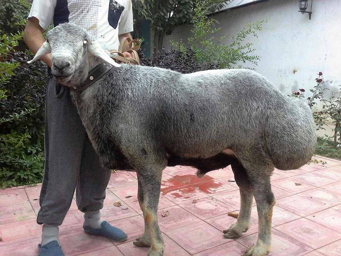 курдючный баран