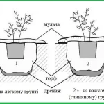 Як посадити лохину